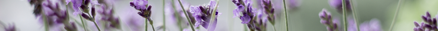 Lavendel verzorgen voor beginners