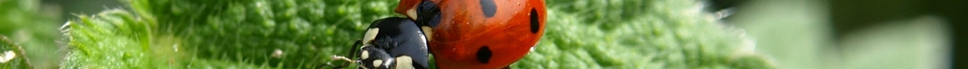 Lieveheersbeestje eet bladluis