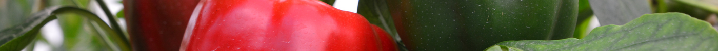 Paprika zaaien: tips en tricks