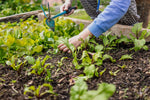 De magie van wisselteelt: zorg voor een gezonde moestuin
