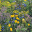 Wilde bloemen zaden | BIO 🌱