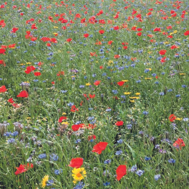 Bloemzaadjes mengsel voor bijen | BIO 🌱