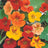 Oost-Indische kers bloemzaadjes | BIO 🌱