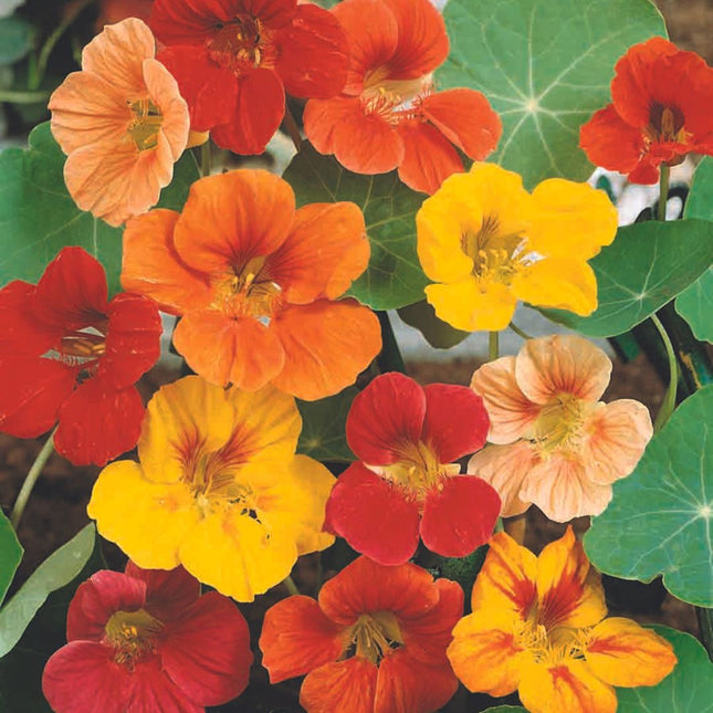 Oost-Indische kers bloemzaadjes | BIO 🌱