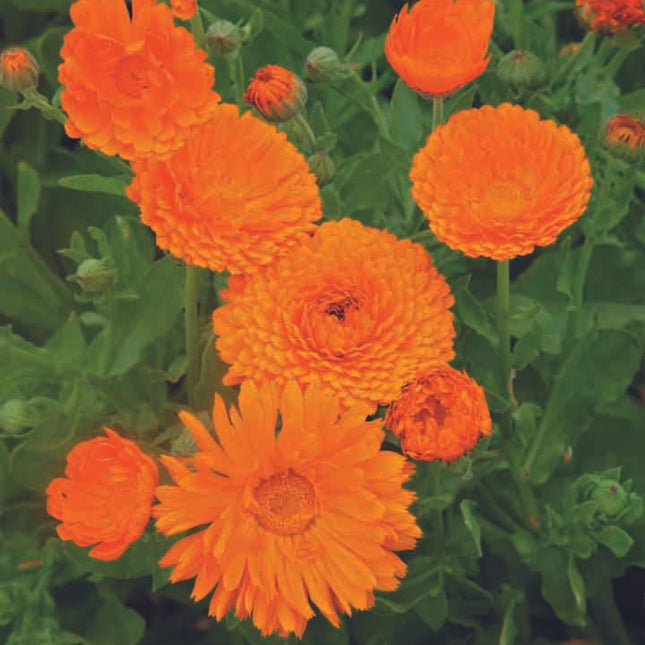 Goudsbloem zaden | BIO 🌱