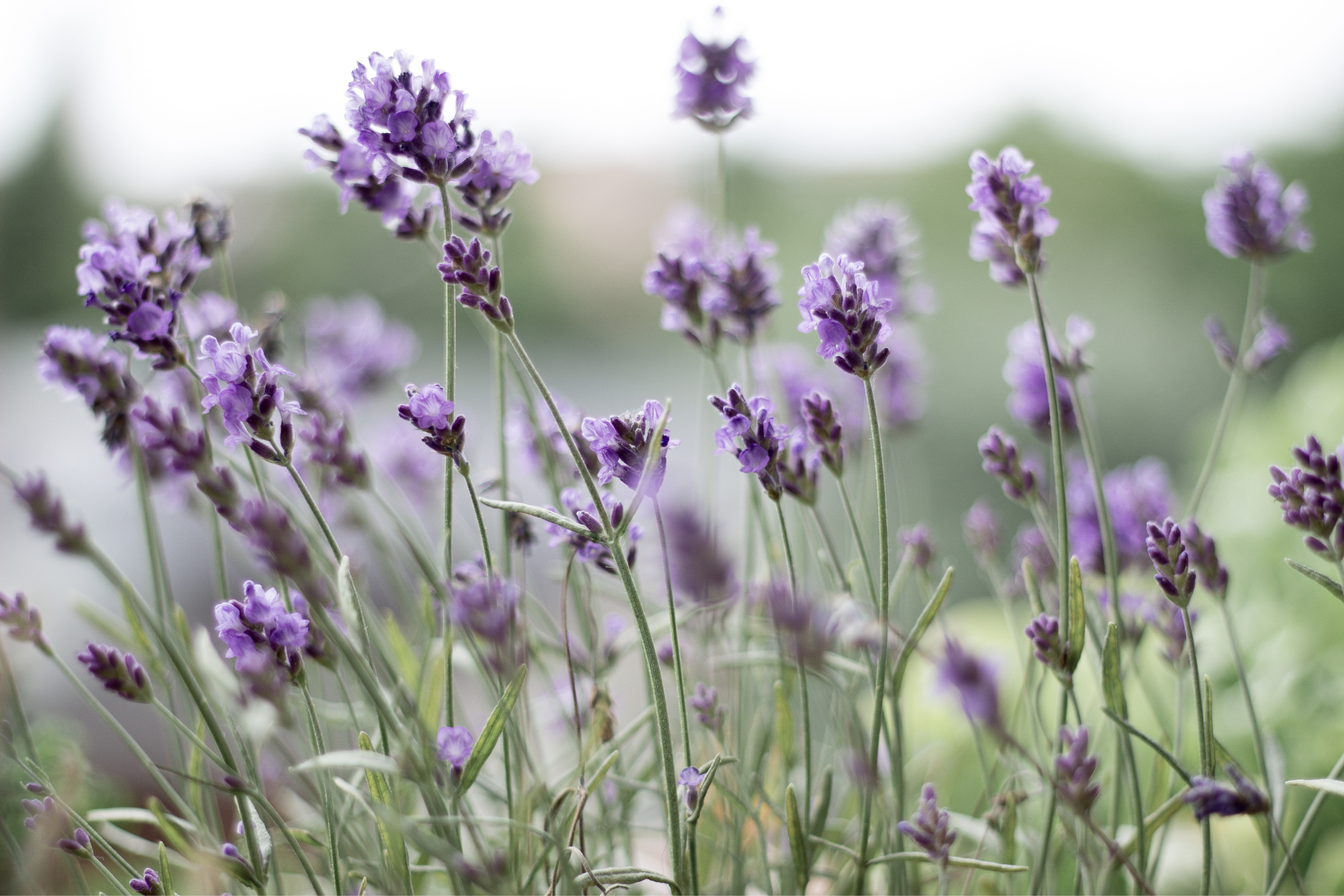 Lavendel verzorgen voor beginners