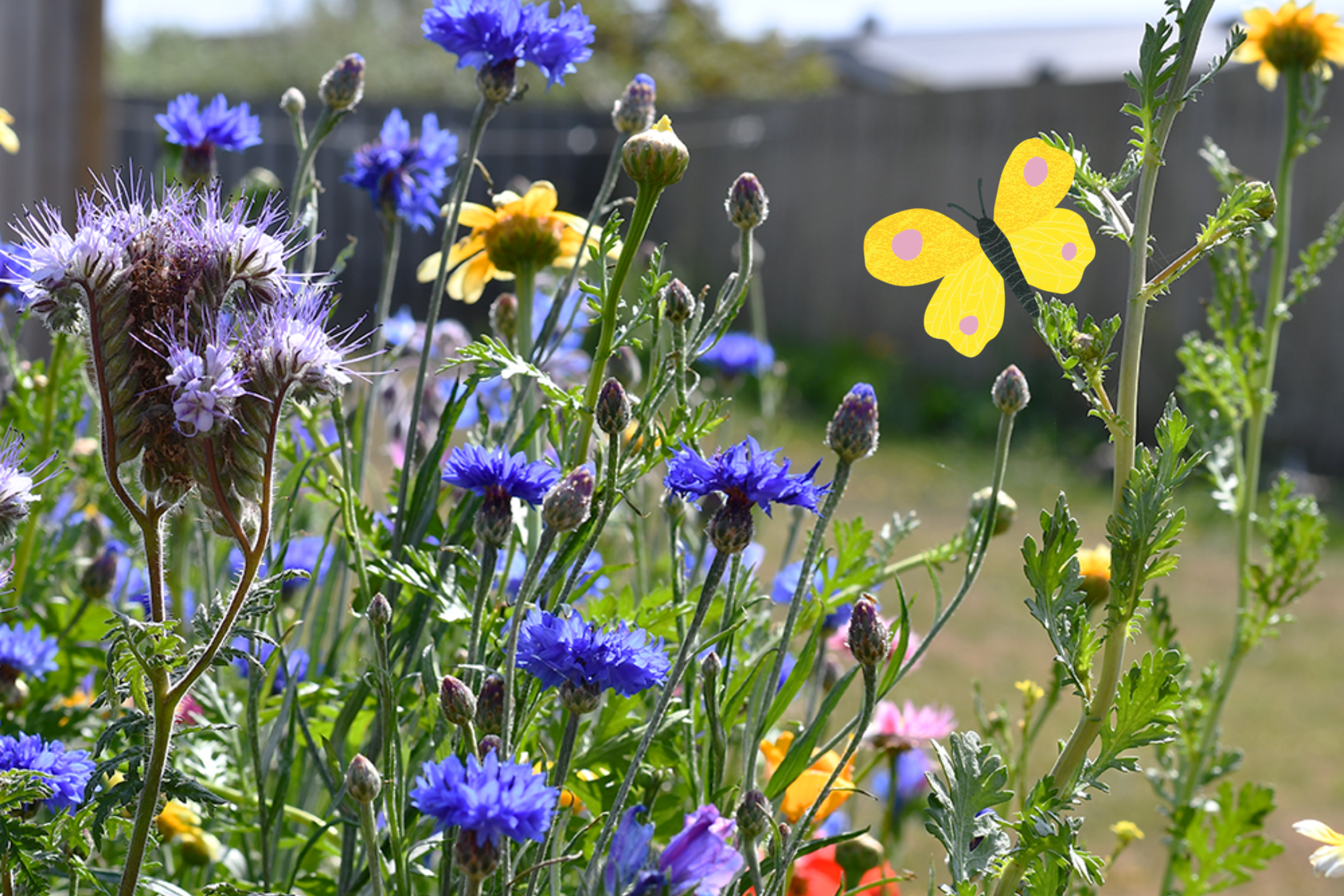 Wilde bloemen zaaien: zorg voor een bloemenweide in de tuin