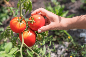 Tomaten in de moestuin: alles wat je erover moet weten