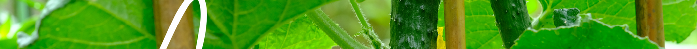 Komkommer kweken: zaaien, verzorgen en eten