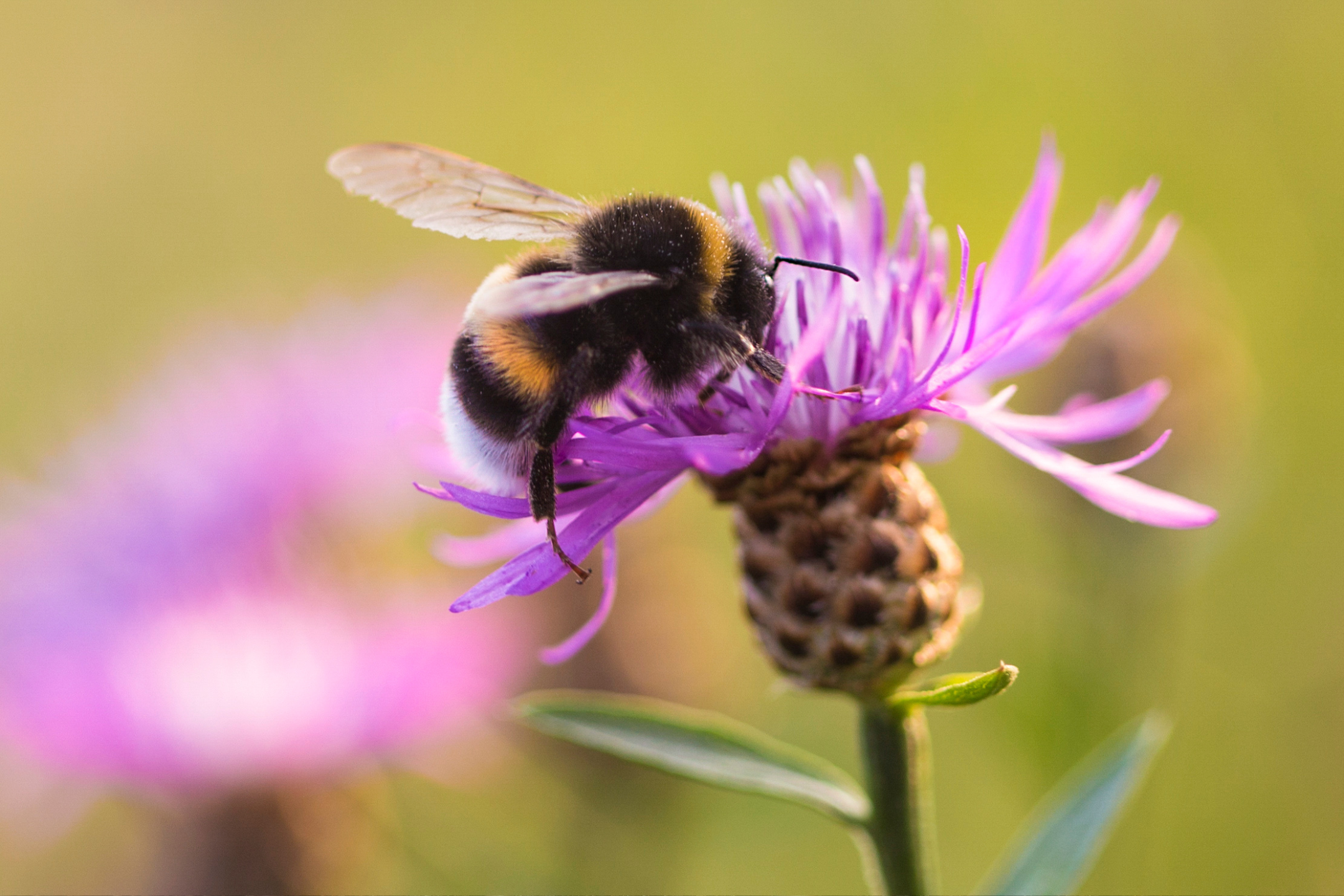 Bloemenmengsel zaaien: kies bloemen voor bijen