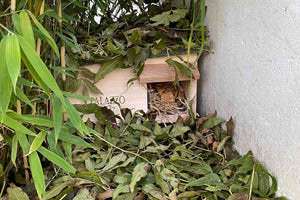 Egels naar je tuin lokken: een egelhuisje maken en plaatsen