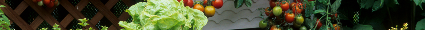 6 tips om je moestuin voor te bereiden op je vakantie