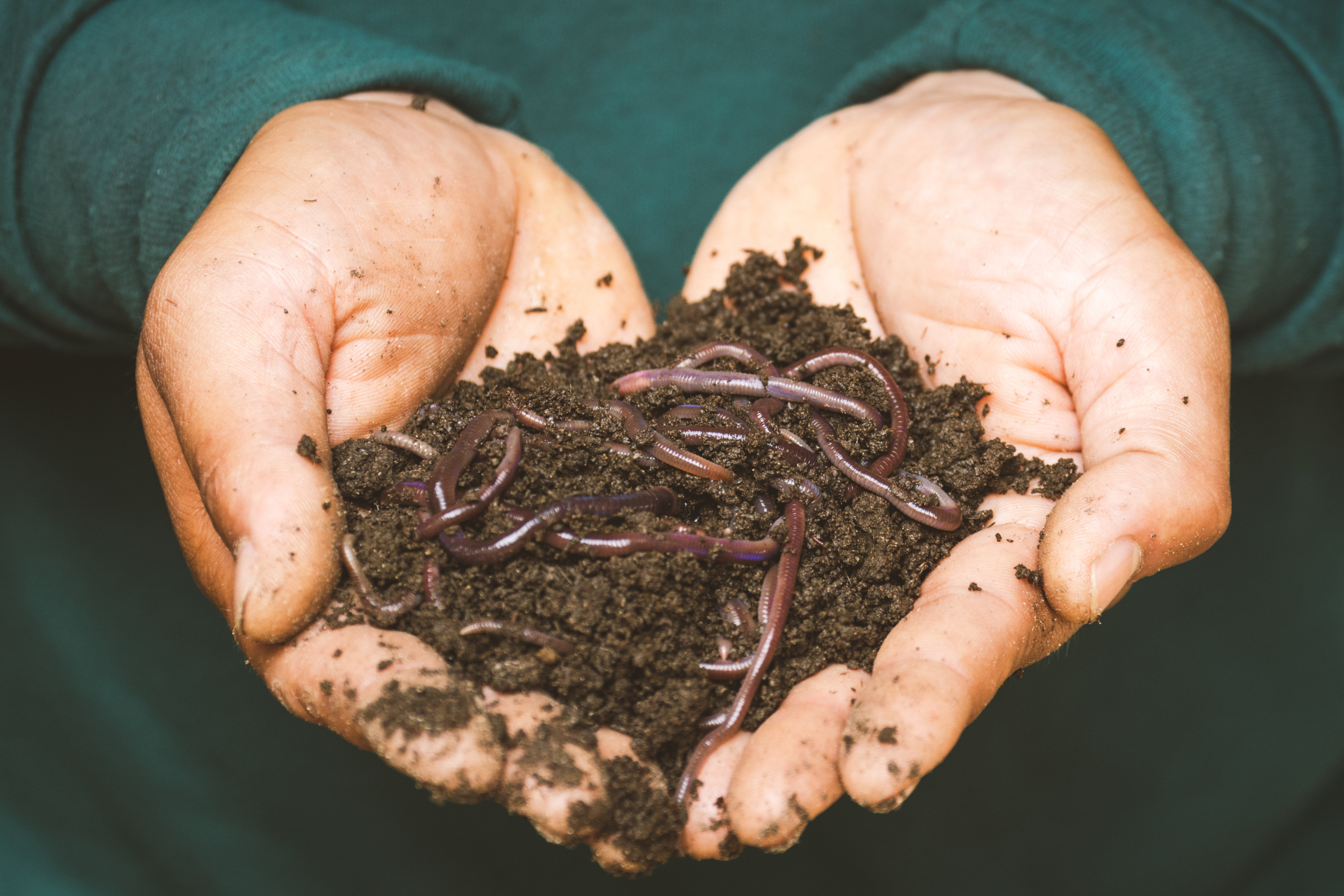 Voordelen regenwormen in de moestuin