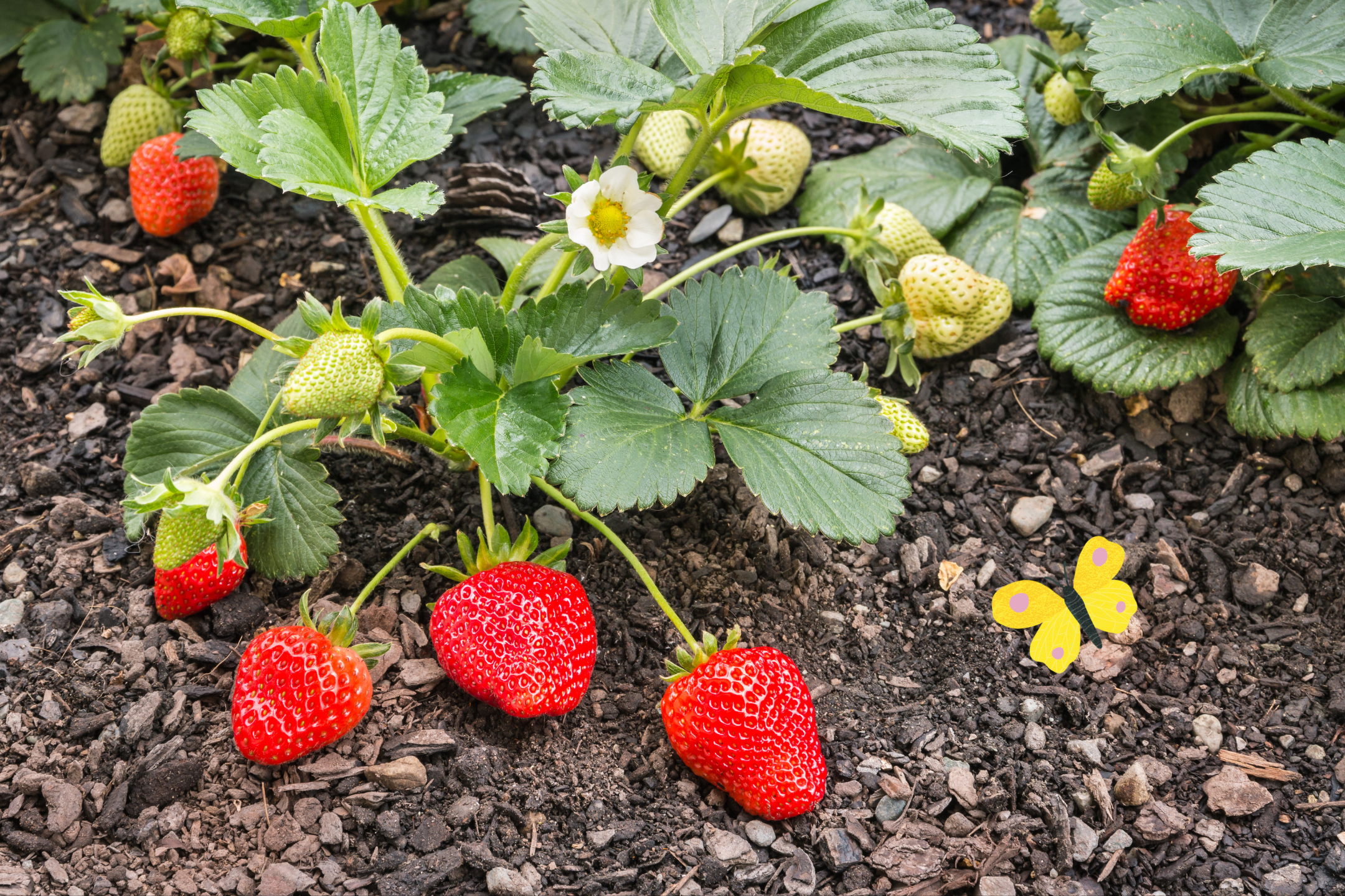 Aardbeien kweken: zaaien, oogsten, smullen