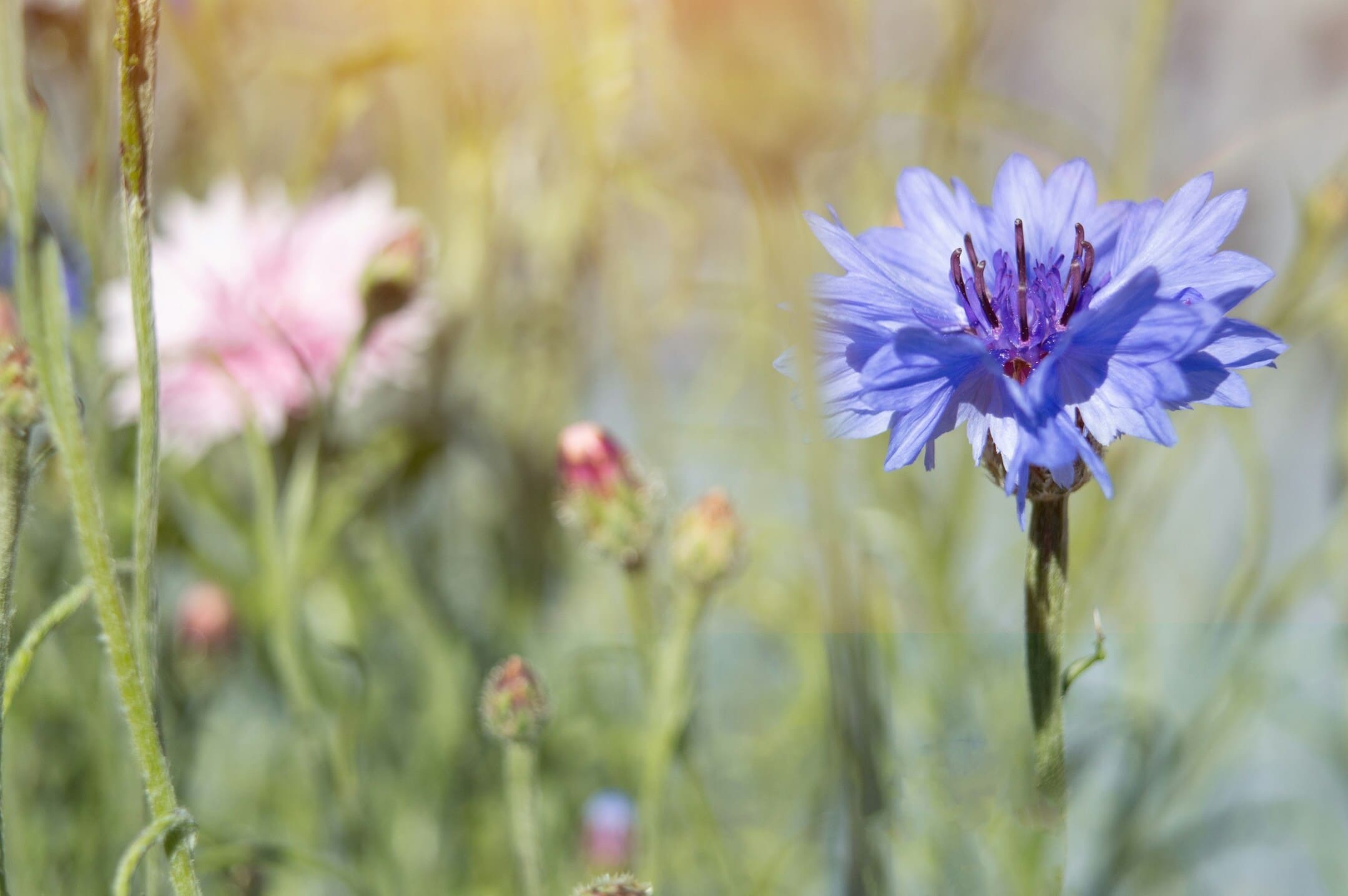 korenbloem zaaien