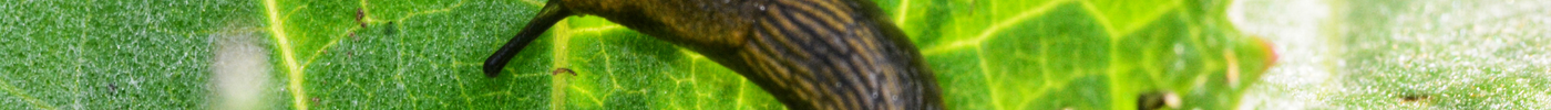 7x slakken bestrijden of weren uit de moestuin
