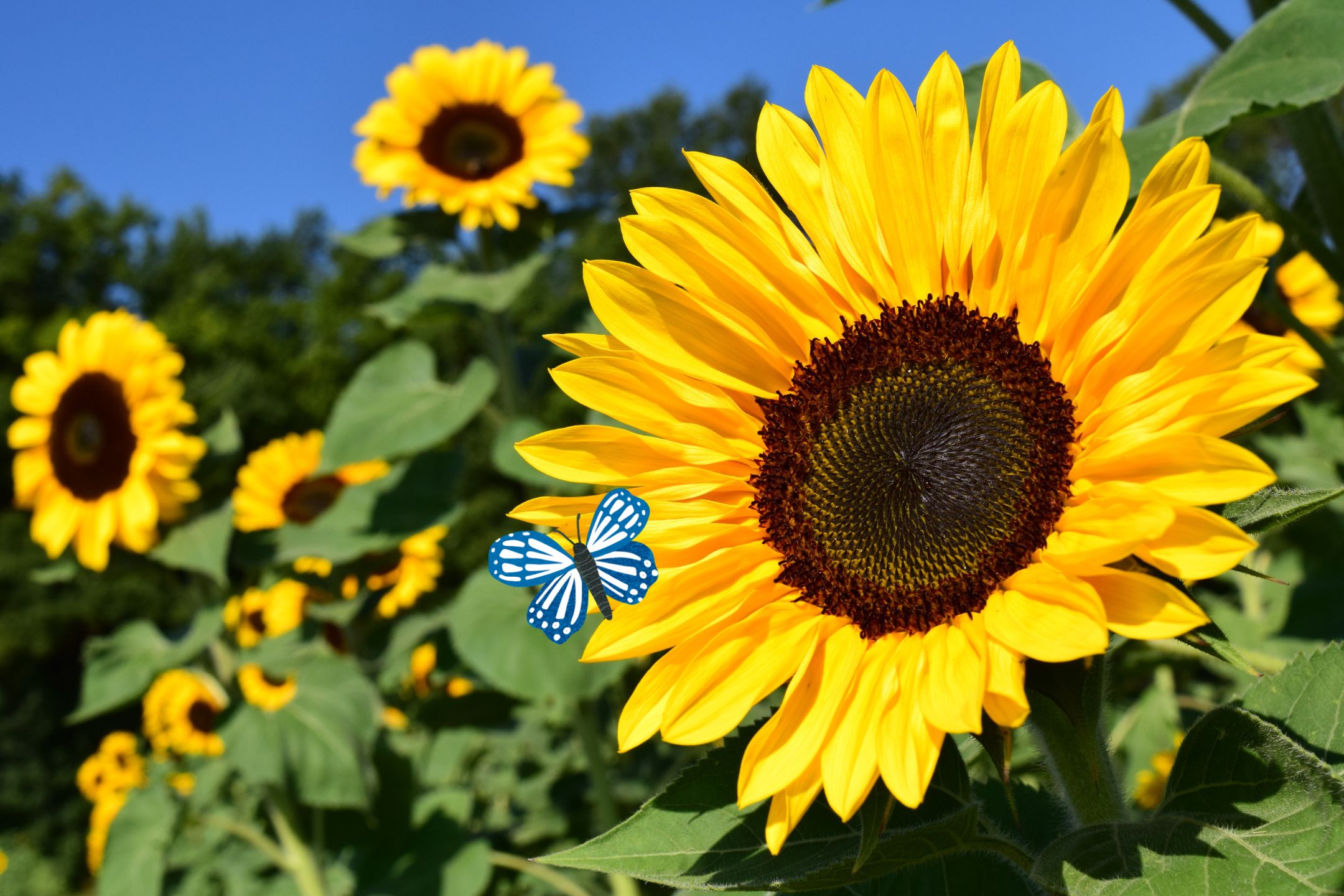 Zonnebloemen zaaien: tips en tricks