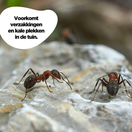 Aaltjes tegen mieren (larven)