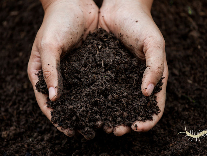 Jouw pot met zwart goud: compost🥇