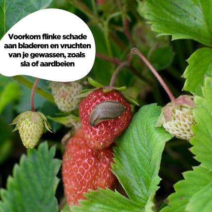 slakken bestrijden moestuin aaltjes