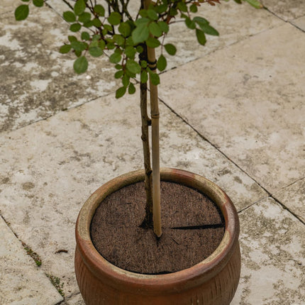 kokos disc voor plant kopen