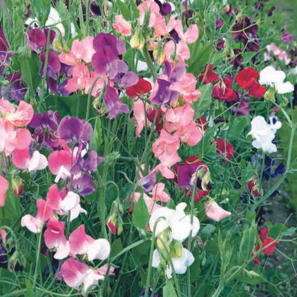 lathyrus zaden kopen